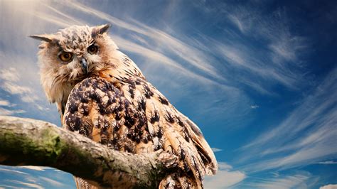 Wallpaper Id 27267 Owl Predator Bird Sky 4k Free Download