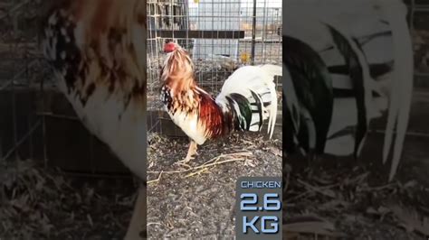 Beautiful Cock Breeds A 588 YouTube
