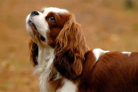 How much do cavalier king charles spaniels cost? Cavalier King Charles Spaniel Price in India, Appearance ...