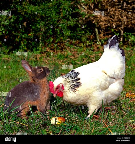 Domestic Rabbit And Sussex Chicken Hen And Rabbit Eating An Apple In A