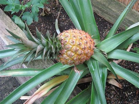 Pineapple Growing Pineapple Easy To Grow Fruits Growing Fruit