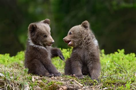 45 Cute Bears That You Must Seepics And Videos Camping Fun Zone