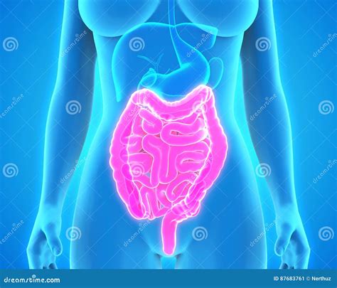 Human Intestine Anatomy Stock Illustration Illustration Of Abdomen