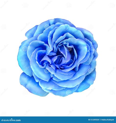 Blue Rose Flower Illustration Stock Photo Image Of Beauty Pink