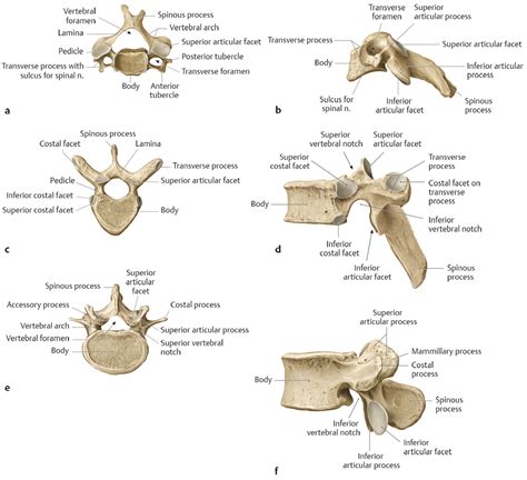 24 Anatomy And Craniocervical Junction Radiology Key