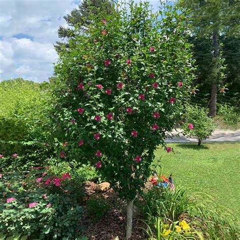 Red Rose Of Sharon Althea Trees For Sale