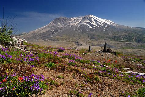 Mt St Helens Stock Photos Pictures And Royalty Free Images Istock