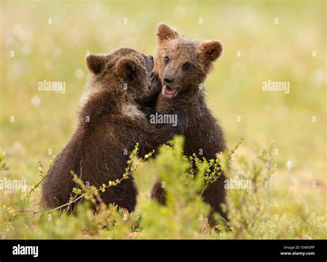 Cute Brown Bear Cubs Stock Photos And Cute Brown Bear Cubs Stock Images
