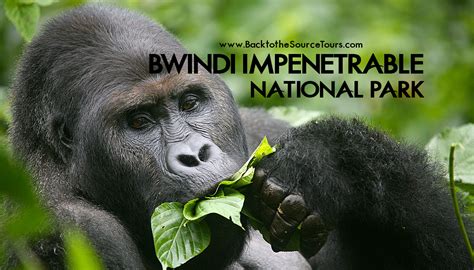 Bwindi Impenetrable National Park Back To The Source Tours