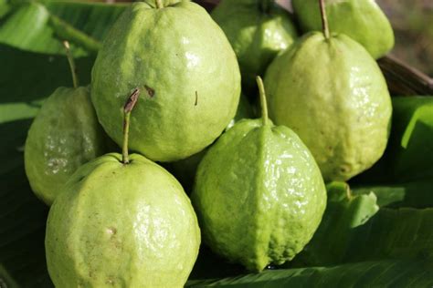 Top 10 Amazing Health Benefits Of Guava Fruit In 2020