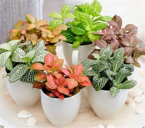 Fittonia Plant How To Care For Nerve Plant With Images House