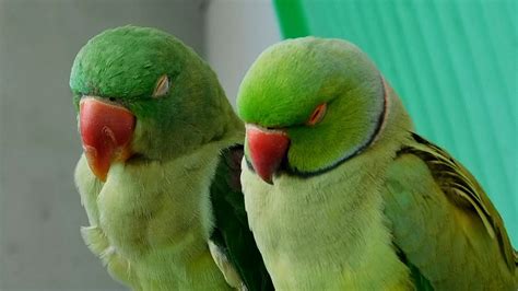 Sleeping Parrots Super Cute Youtube
