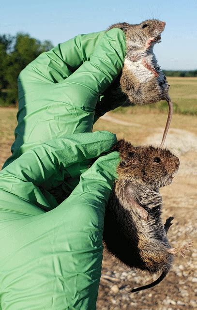 Vole Identification Forestry And Natural Resources