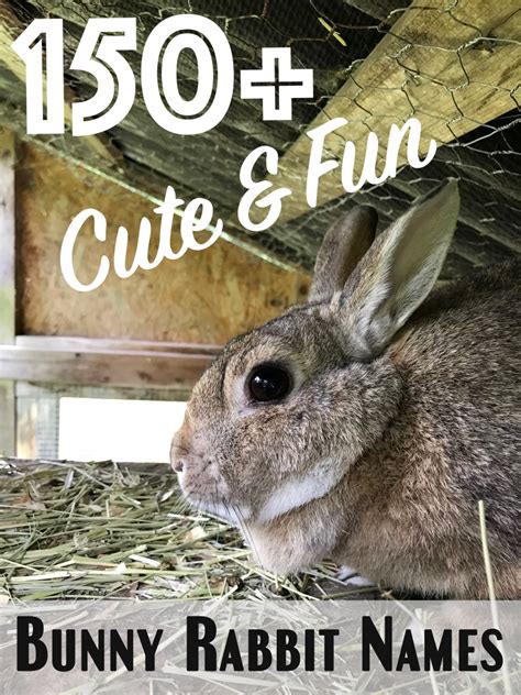 Cute And Funny Bunny Rabbit Names Pethelpful
