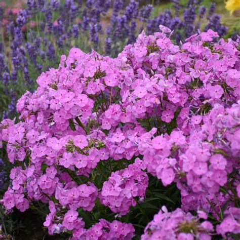 Phlox 'opening act blush' can be grown in various container sizes ranging from 1 quart to 2 gallon sized pots. Phlox 'Magenta Pearl' PPAF | Walters Gardens, Inc.