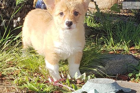 Most will take after the welsh corgi in stature and possess many of their loveable traits including their quirky build. Corgi puppy for sale near San Diego, California ...