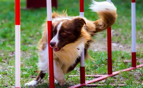 15 Dog Sports To Help Build A Strong Bond With Your Dog Canine Campus