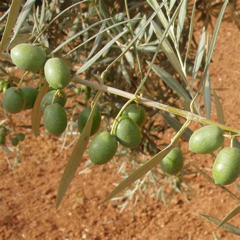Olivos Árboles Frutales Viveros Provedo España