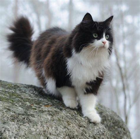 Cat Breeds Black And White