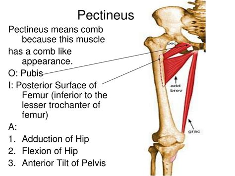 Ppt The Muscles That Adduct The Femur At The Acetabulofemoral Hip