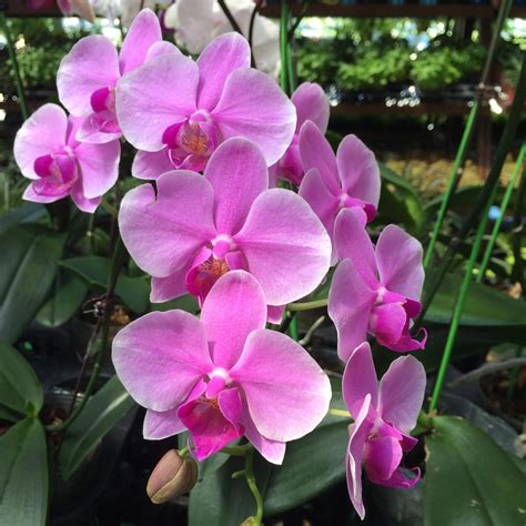 Menakjubkan 27 Gambar Bunga Orkid Gambar Bunga Indah