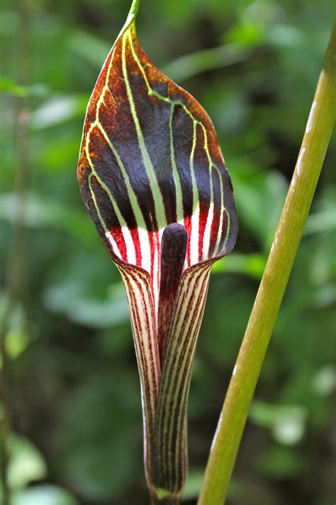 Jack in the pulpits are distinctive, woodland wildflowers that are native to north america and parts of asia. jack in the pulpit - shade loving, grows to 2 ft | Unusual ...