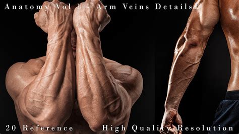 Anatomy Vol 1 Arm Veins Details