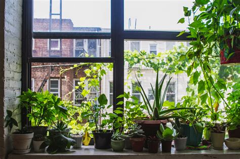 Apartment Plants Indoor Plant Décor