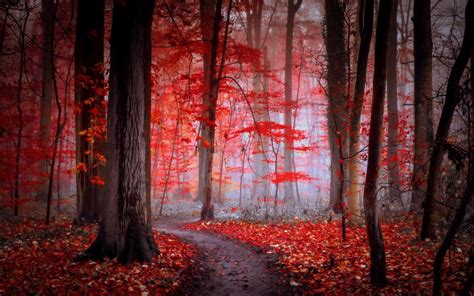 Red Forest Wallpapers Wallpaper Cave