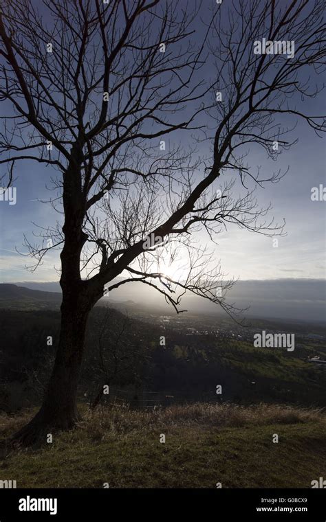 Lonesome Tree In Winter Stock Photo Alamy