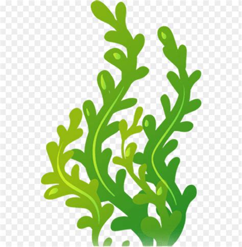 Download High Quality Seaweed Clipart Transparent Png Images Art Prim