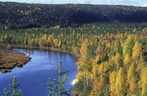 Autumn Colours In Oulanka River Oulanka National Park Kuusamo