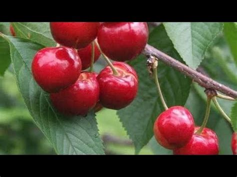 Jual Bibit Buah Cherry Jepang Bibit Cherry Barbados Bibit Plum