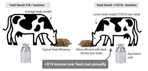 Feed Saved The Next Step In Breeding A More Efficient Cow Dairy