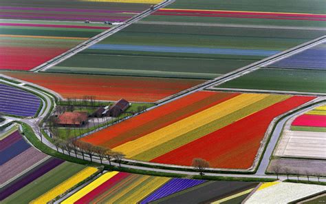 Tulip Fields In Holland Hd Wallpaper