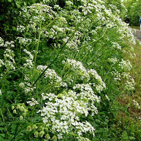 Anthriscus Sylvestris Cow Parsley Information Pictures