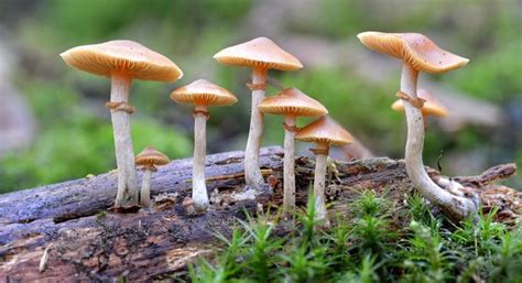 Psilocybin Magic Mushrooms Legalization Effort Clears First Hurdle In