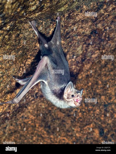 Common Vampire Bat Desmodus Rotundus Hanging In A Cave Stock Photo