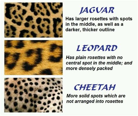 Jaguar Leopard Cheetah Know The Difference Cheetahs Cheetah