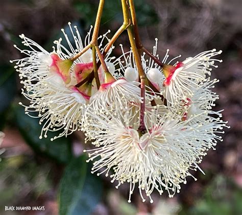 Syzygium Paniculatum Magenta Cherry Magenta Lilly Pilly Flickr