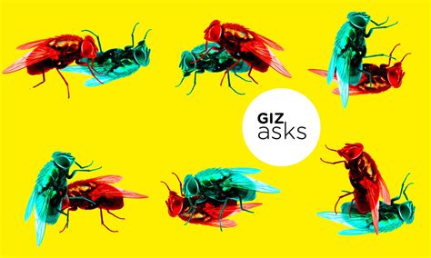 do insects enjoy sex gizmodo australia