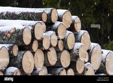 Freshly Cut And Piled Spruce Logs Covered With A Thin Layer Of Snow In