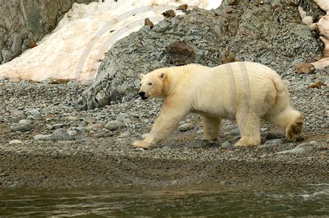 Polar Bear Moving Towards An Opening In The Rocks Polar