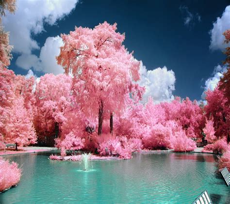 73 Wallpaper Pink Landscape Pics Myweb