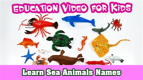 Top 153 Pictures Of Sea Animals And Their Names