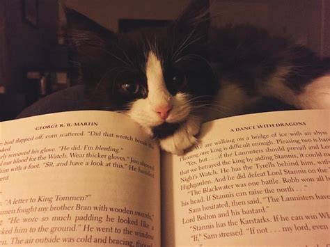 Daha Çok Kitap Okumak İçin Kısa Bir Rehber Kitaplık Kedisi