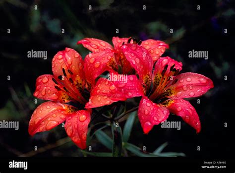 Wood Lily Lilium Philadelphicum In Bloom Red Wild Flowers