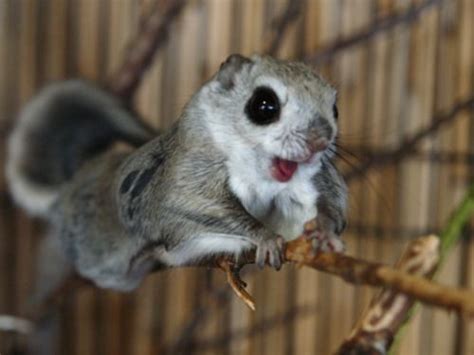 Bored panda invites you to look at some of the most adorable photos capturing japanese dwarf flying squirrels that were taken by nature and. Japanese dwarf flying squirrel. Look at the cute little ...
