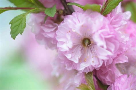 Dwarf Flowering Almond Plant: Care and Growing Guide