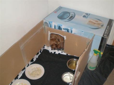 Your kitty is pregnant and, unless you provide her with a birthing box, she may decide to have her kittens in your wardrobe or under your bed. How to Build a Whelping Box for Small Dogs | Whelping box ...